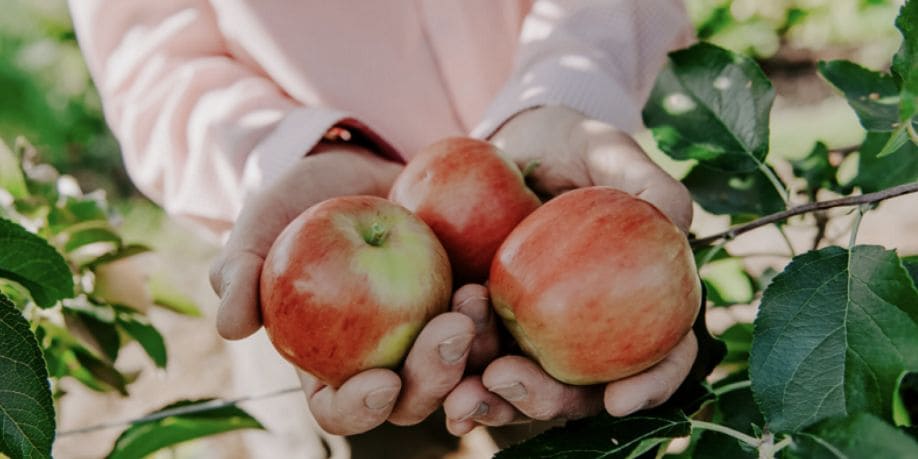 Aprueban manzana que no se oxida en Canadá Revista Industria Alimentaria